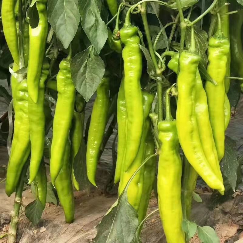 辣掌门187牛角椒种子黄绿皮大果牛角椒种籽中辣高产抗病