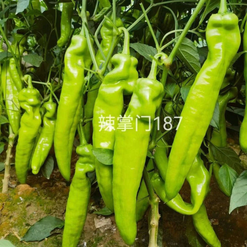 辣掌门187牛角椒种子黄绿皮大果牛角椒种籽中辣高产抗病