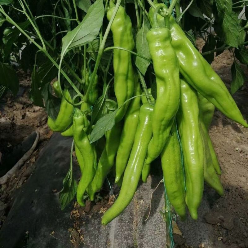 辣掌门187牛角椒种子黄绿皮大果牛角椒种籽中辣高产抗病
