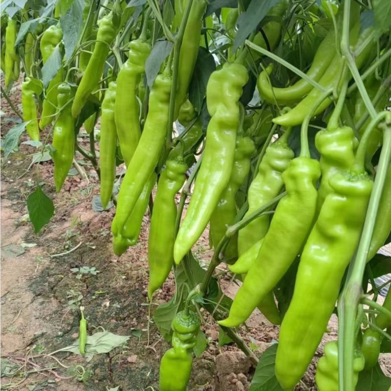 辣掌门187牛角椒种子黄绿皮大果牛角椒种籽中辣高产抗病