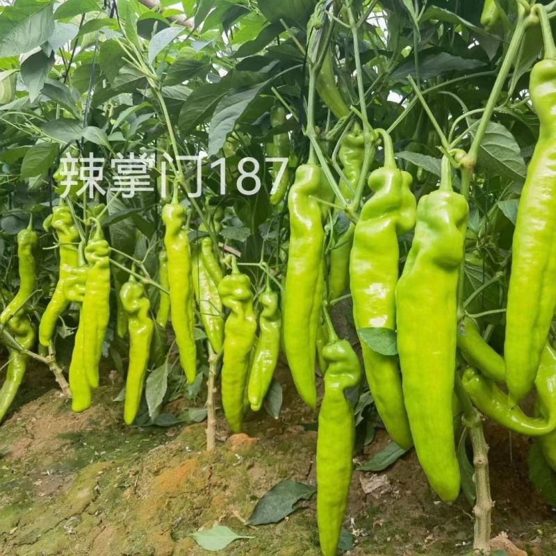 辣掌门187牛角椒种子黄绿皮大果牛角椒种籽中辣高产抗病