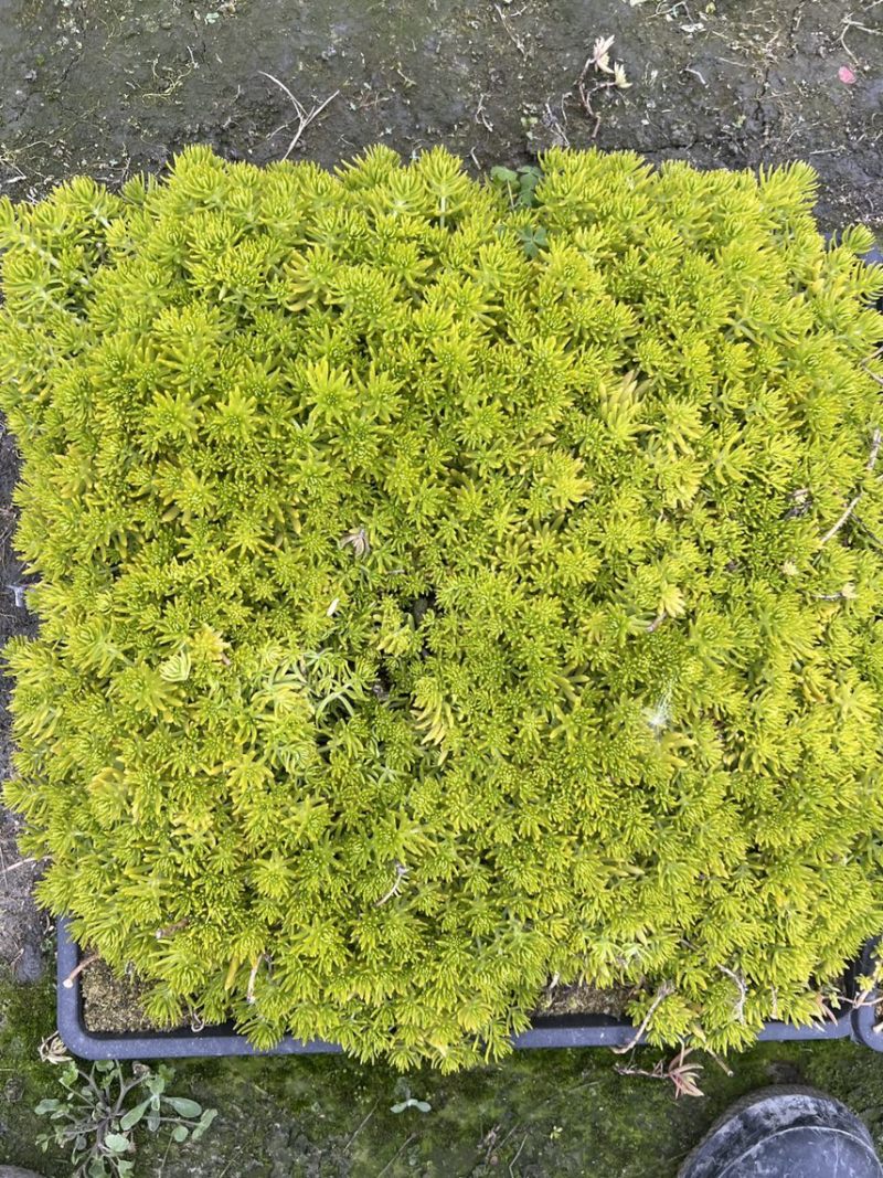 金叶佛甲草方盘