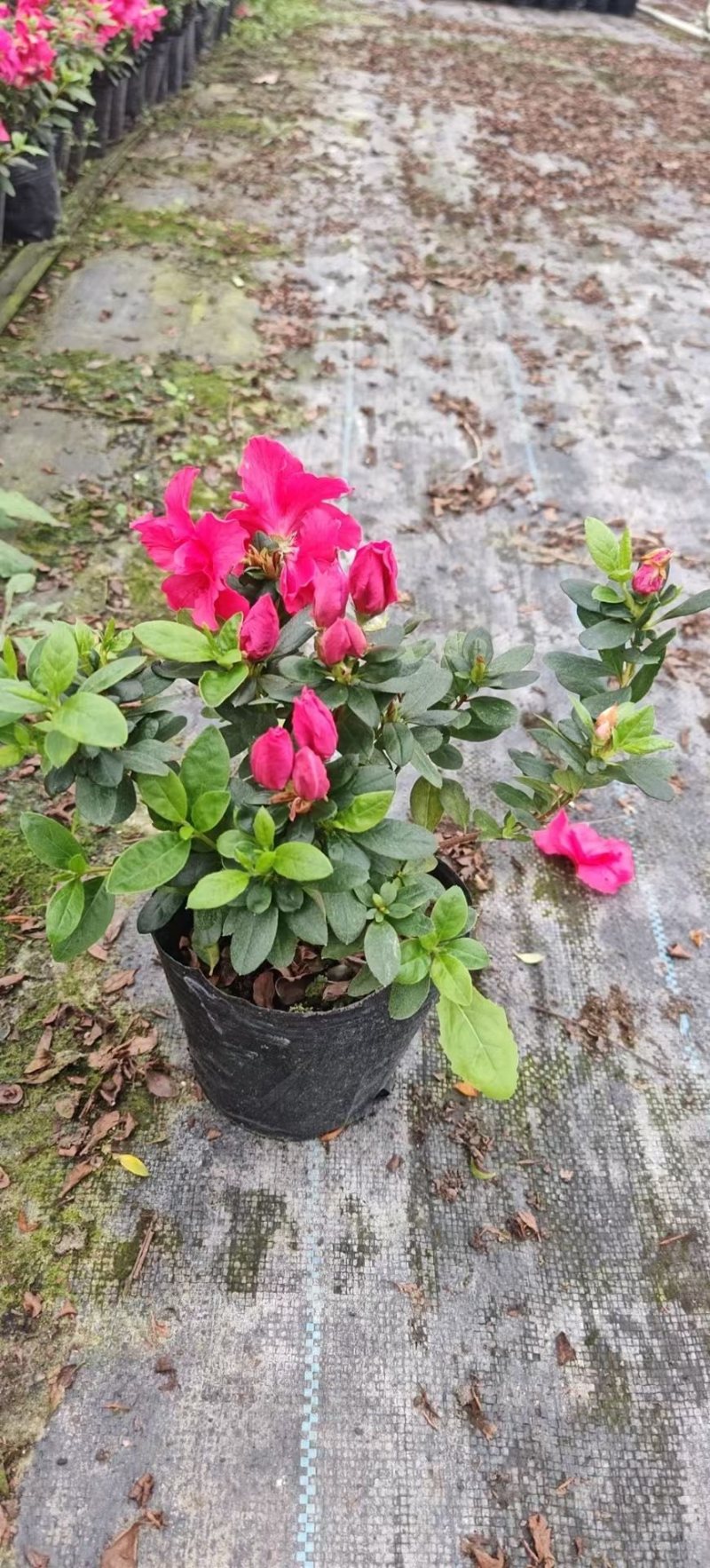 16杯西洋鹃、带花包、定苞、不带花
