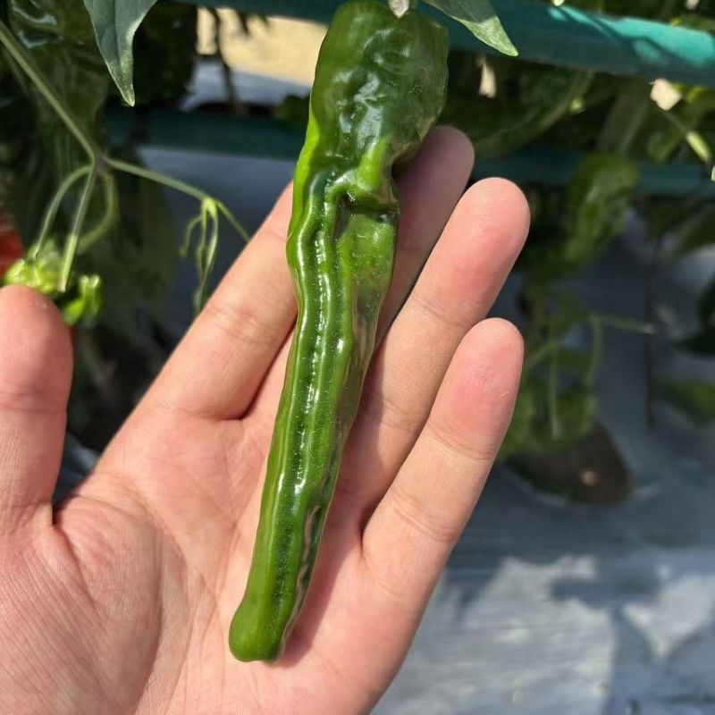 墨翠皱皱辣椒种子香辣皱皮椒种子特辣薄皮香辣型皱皮椒杂交种