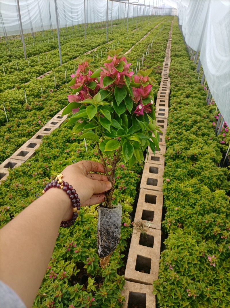 三角梅自己家种植大量上市，各种各样规格都有