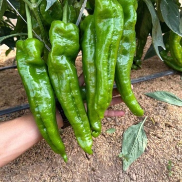 砀研900大果粗长牛角椒种早熟高产抗病微辣口感好膨果快春