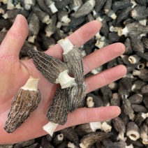 4到6羊肚菌500克起批