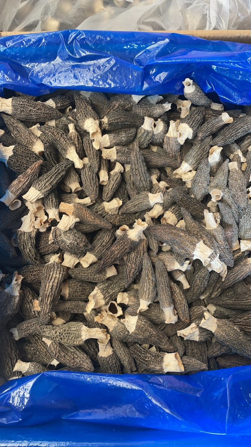7-11羊肚菌大货批发