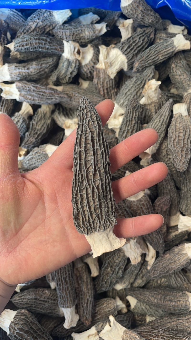 7-11羊肚菌大货批发