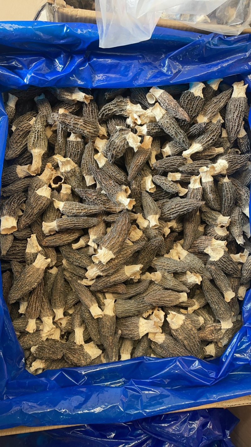 7-11羊肚菌大货批发