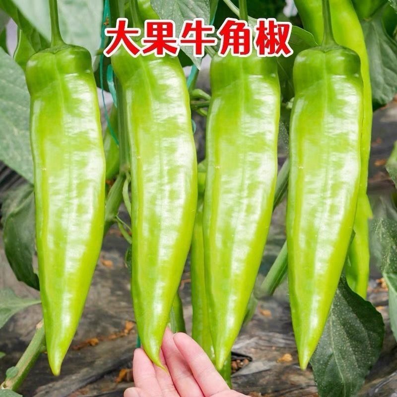 长秀309黄皮尖椒种子中早熟辣味适中耐高温耐湿春秋种植