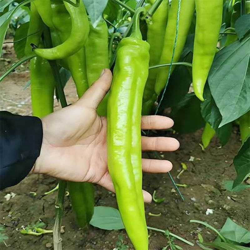 长秀309黄皮尖椒种子中早熟辣味适中耐高温耐湿春秋种植