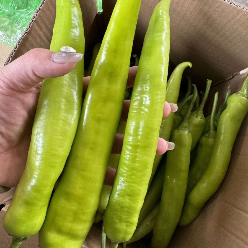 长秀309黄皮尖椒种子中早熟辣味适中耐高温耐湿春秋种植