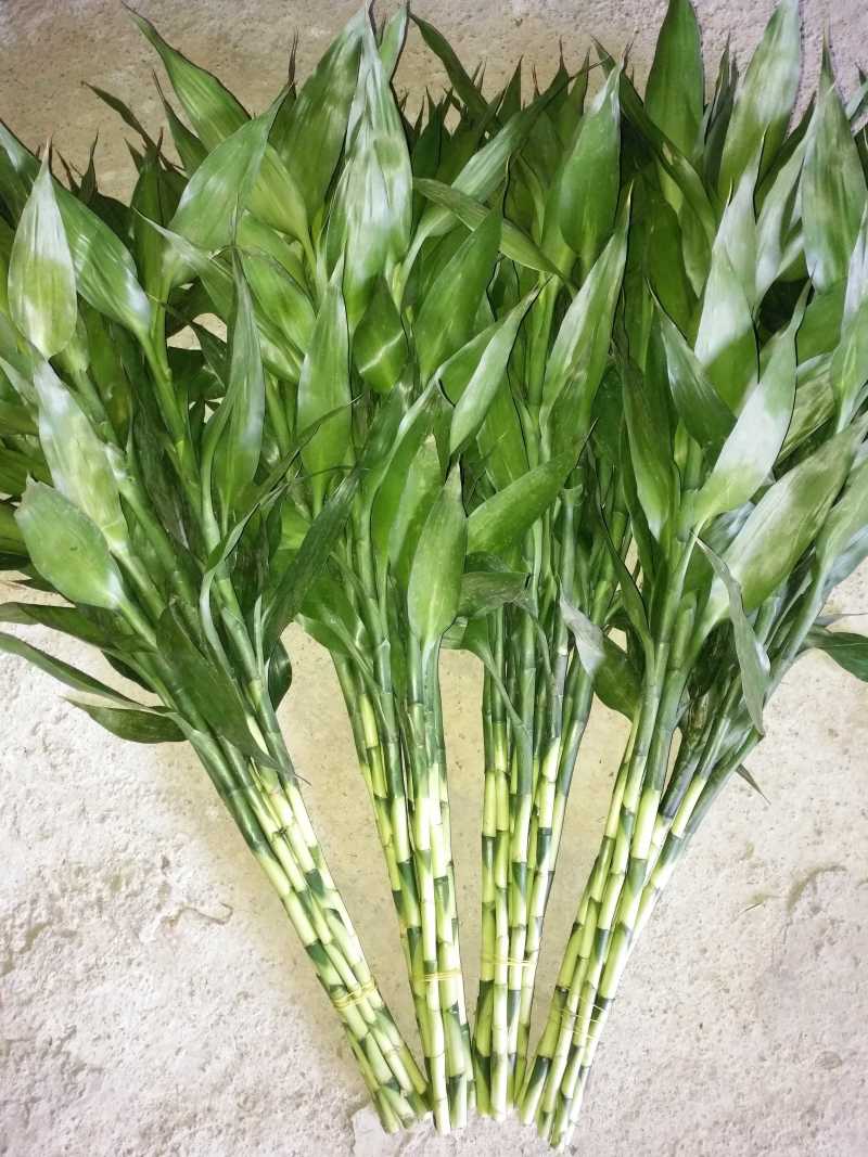小竹小青竹水竹富贵竹自产自销价格低廉质量保证一手货源