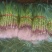 优质红根蒜苗大量上市产地一手货源支持全国物流发货需要的联