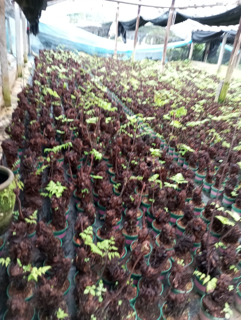 红磷蕨