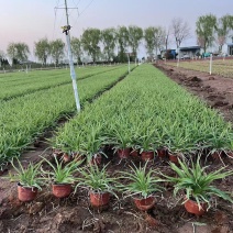 萱草花