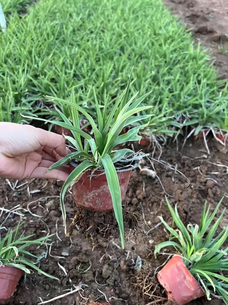 萱草花