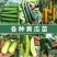 嫁接黄瓜苗基地直发密刺大黄瓜苗水果黄瓜苗旱黄瓜苗