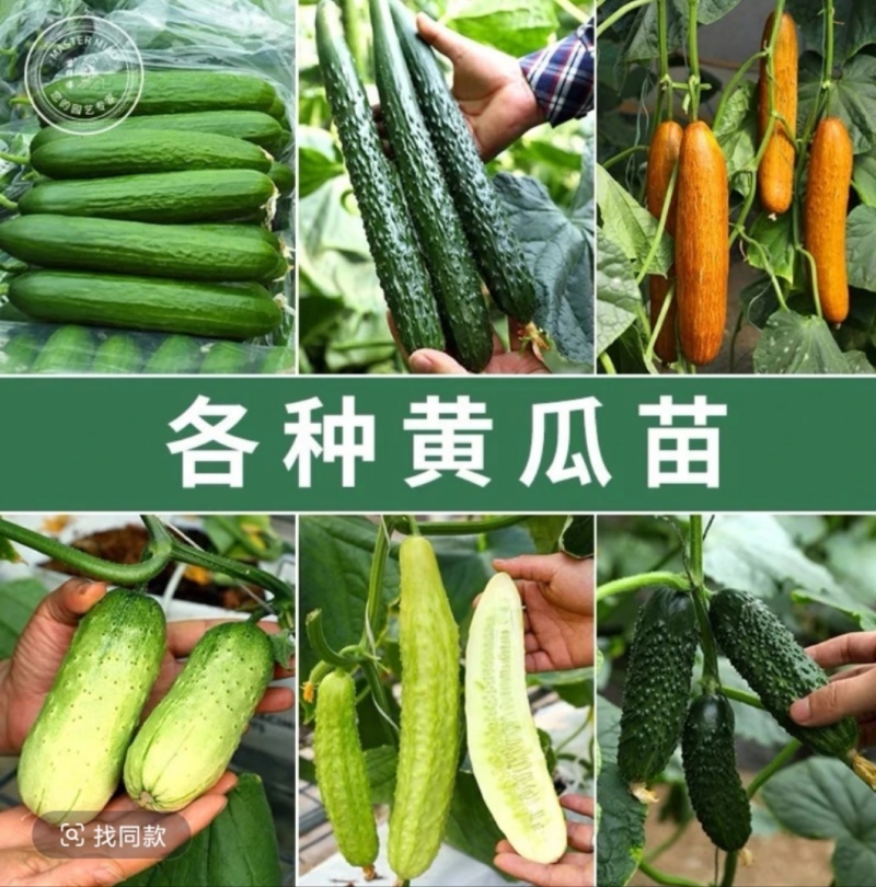 嫁接黄瓜苗基地直发密刺大黄瓜苗水果黄瓜苗旱黄瓜苗