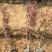 紫叶矮樱