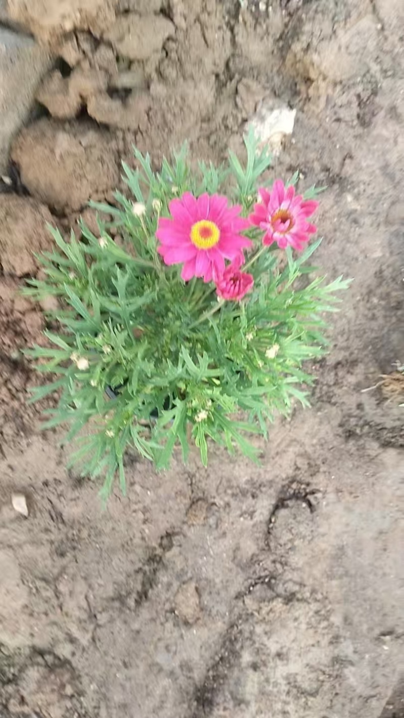玛格丽特