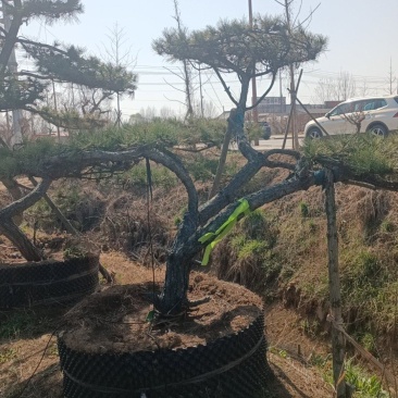 北方造型假值黑松，树形优美