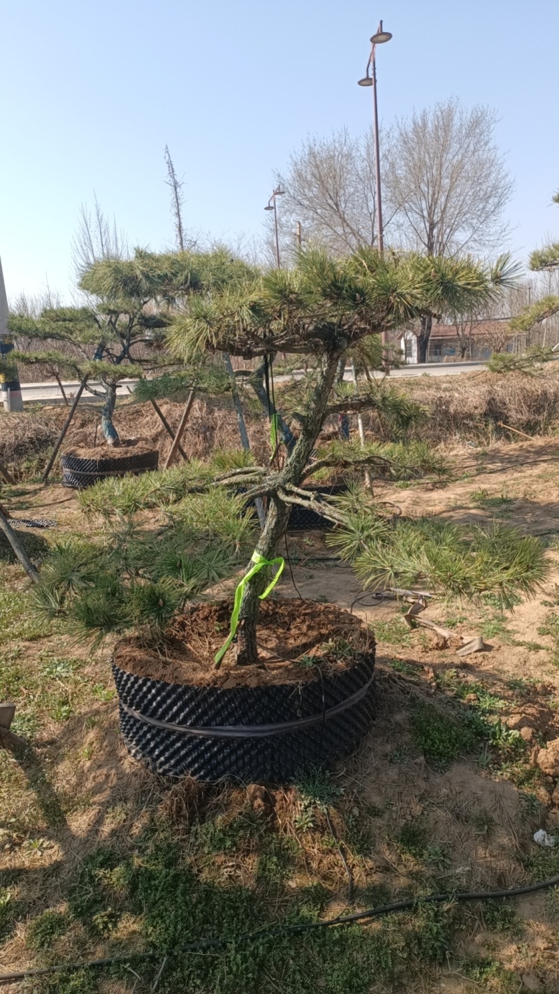 北方造型假值黑松，树形优美