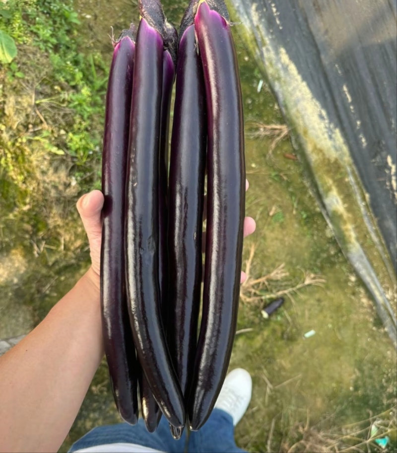 嫁接茄子苗紫茄苗长茄苗圆茄苗各种蔬菜种苗欢迎选