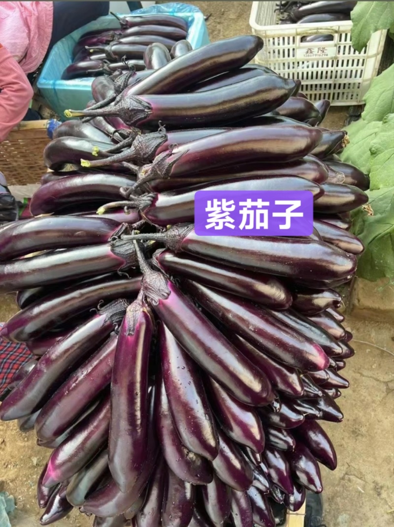 嫁接茄子苗紫茄苗长茄苗圆茄苗各种蔬菜种苗欢迎选