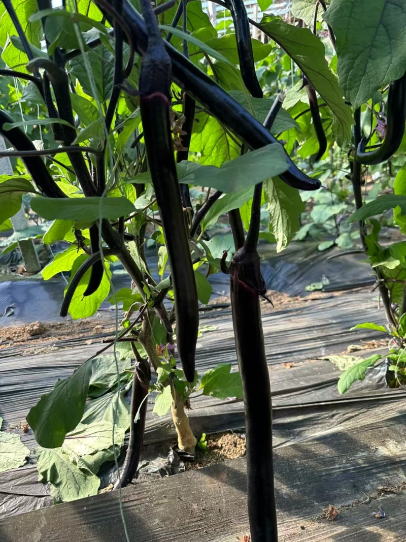 嫁接茄子苗紫茄苗长茄苗圆茄苗各种蔬菜种苗欢迎选
