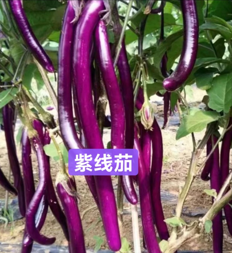 嫁接茄子苗紫茄苗长茄苗圆茄苗各种蔬菜种苗欢迎选
