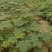 大通草杯苗预定价，基地批预定价3块一杯