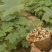大通草杯苗预定价，基地批预定价3块一杯