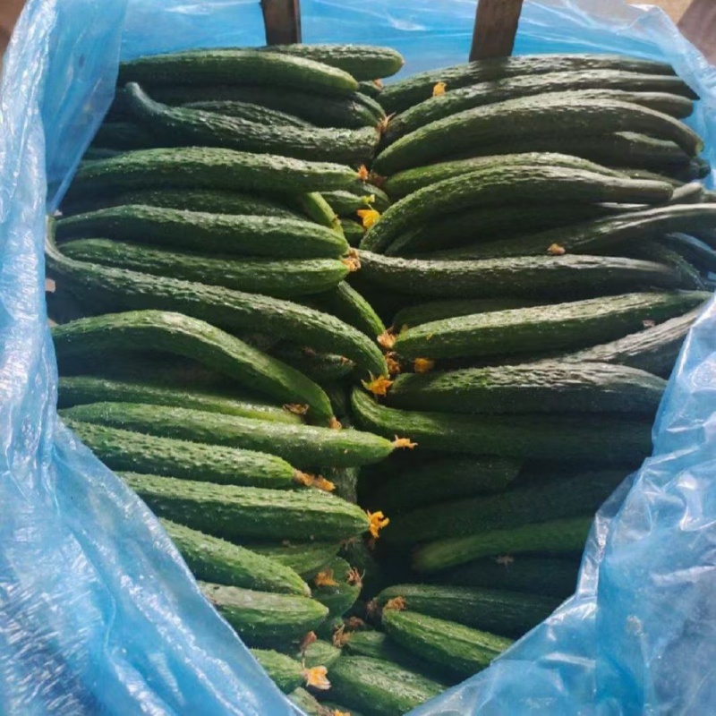 黄瓜，电商货，青肉密刺货源充足，欢迎联糸！
