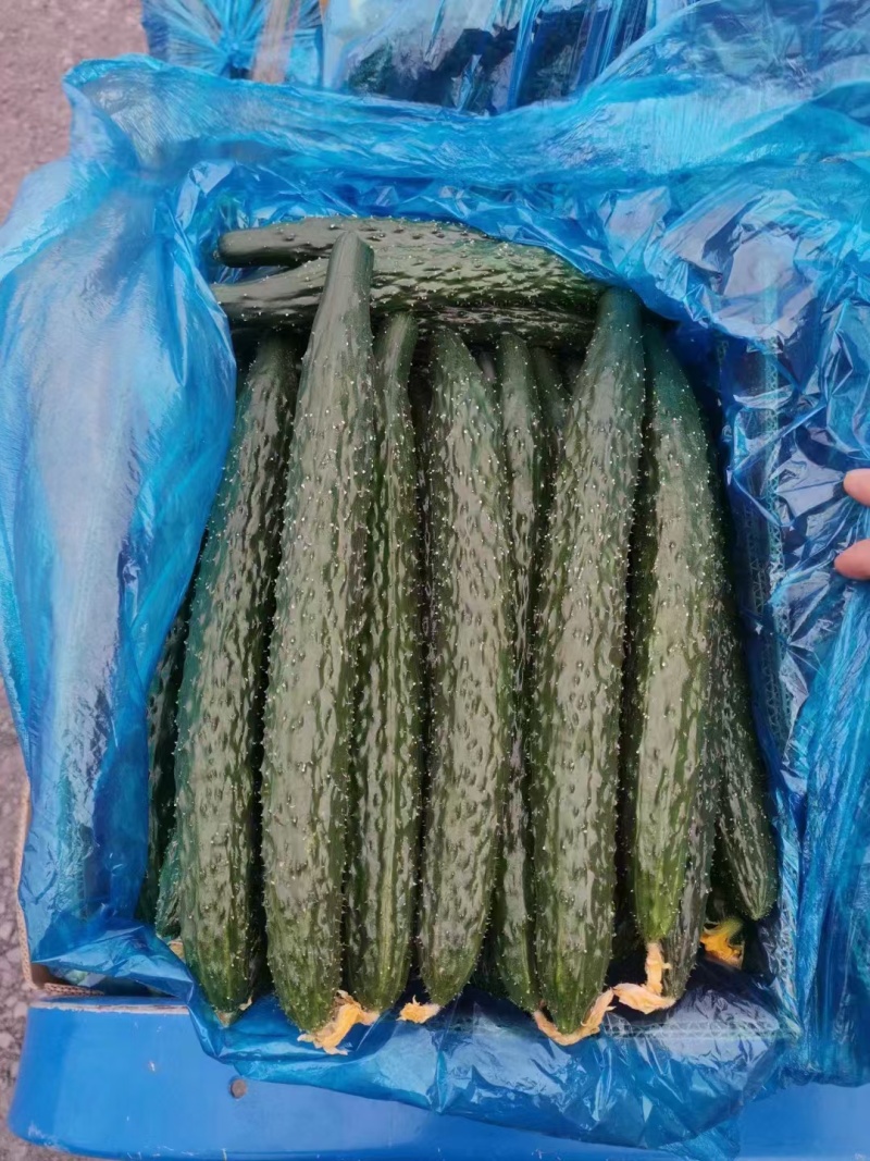 黄瓜，电商货，青肉密刺货源充足，欢迎联糸！