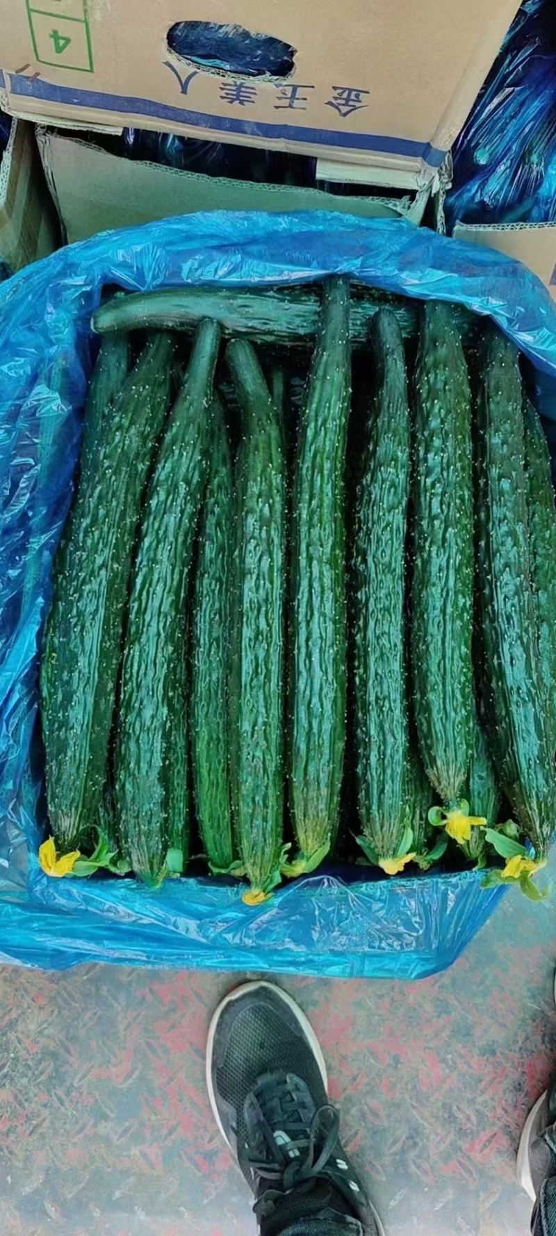 黄瓜，电商货，青肉密刺货源充足，欢迎联糸！