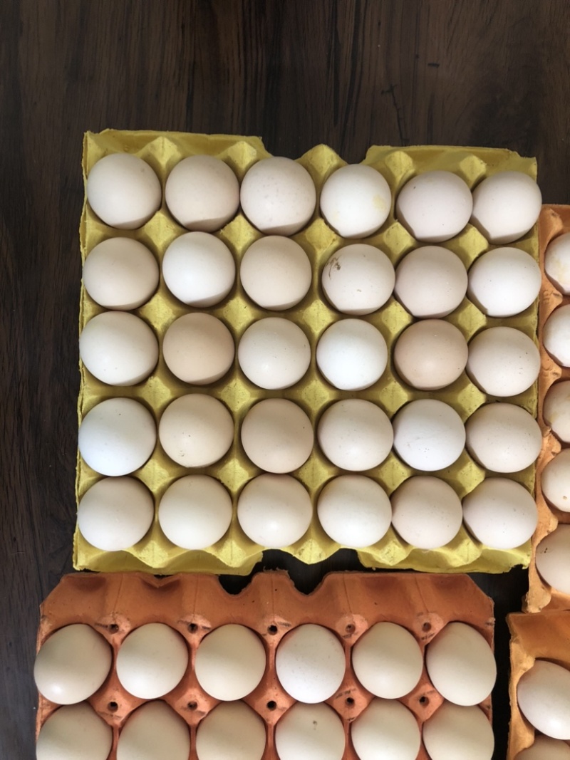 新鲜粉蛋红壳白鸡蛋绿壳鸡蛋