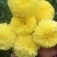 菊花苗，婺源皇菊苗，金丝皇菊花苗，贡菊苗，大黄菊花苗