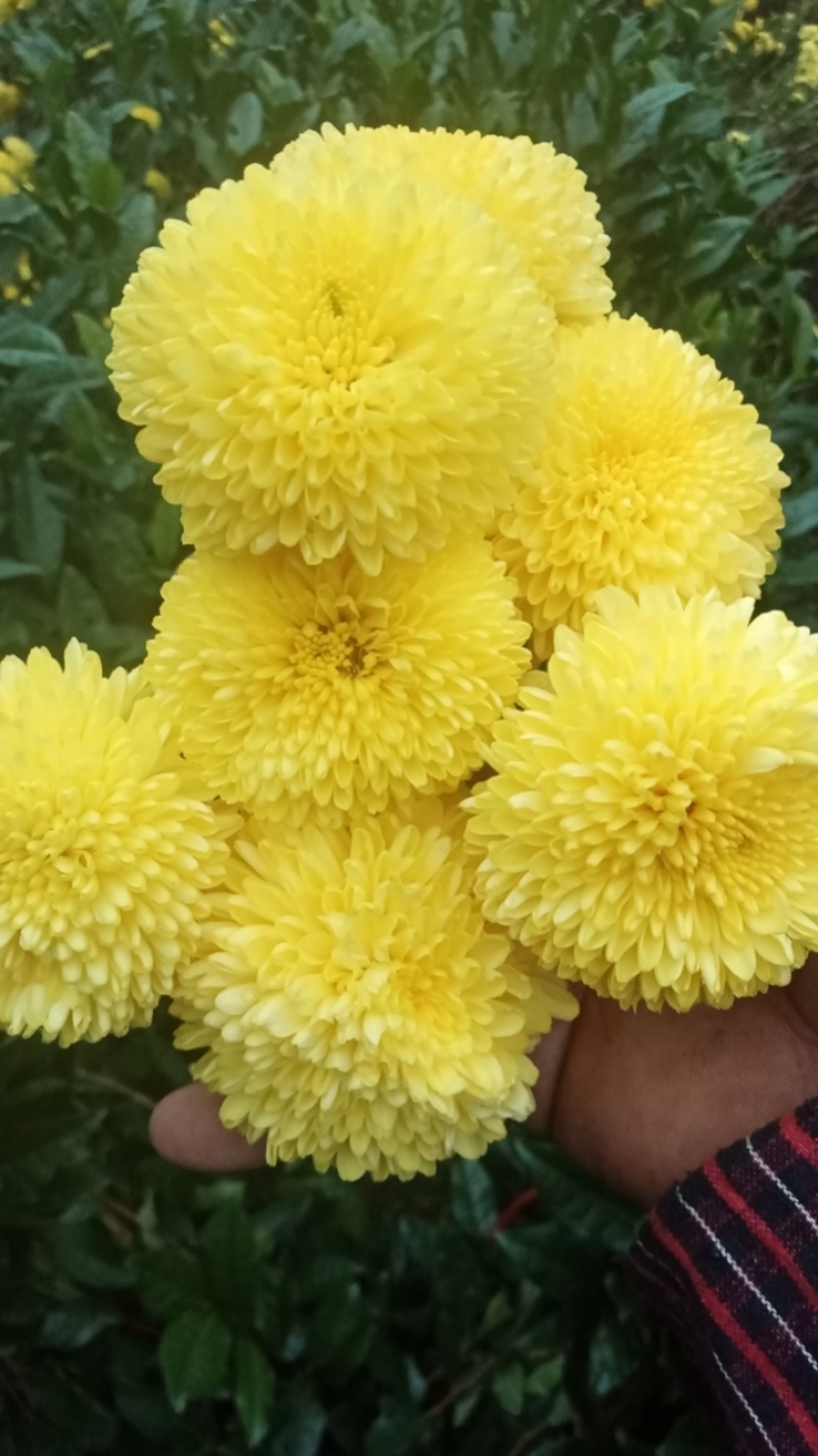 菊花苗，婺源皇菊苗，金丝皇菊花苗，贡菊苗，大黄菊花苗