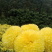 菊花苗，婺源皇菊苗，金丝皇菊花苗，贡菊苗，大黄菊花苗