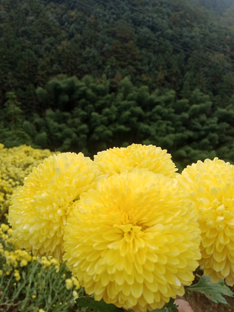 菊花苗，婺源皇菊苗，金丝皇菊花苗，贡菊苗，大黄菊花苗