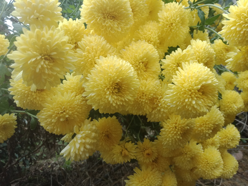 菊花苗，婺源皇菊苗，金丝皇菊花苗，贡菊苗，大黄菊花苗