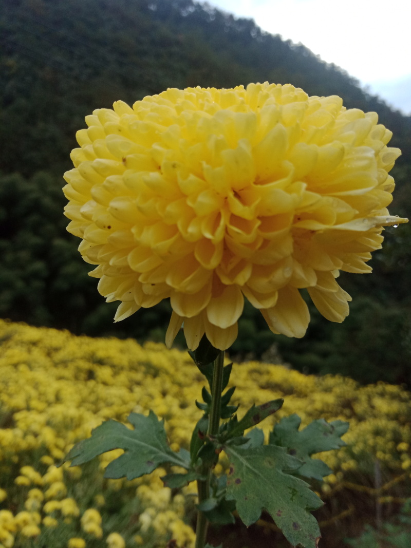 菊花苗，婺源皇菊苗，金丝皇菊花苗，贡菊苗，大黄菊花苗