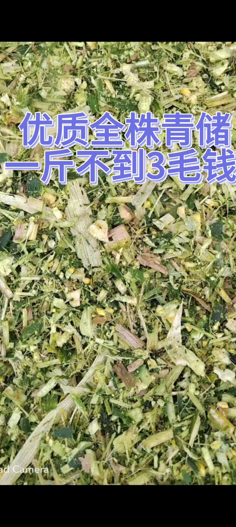 全株青储