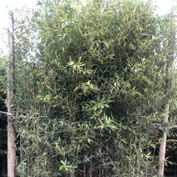 罗汉竹