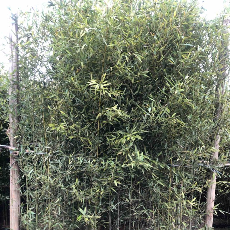 罗汉竹