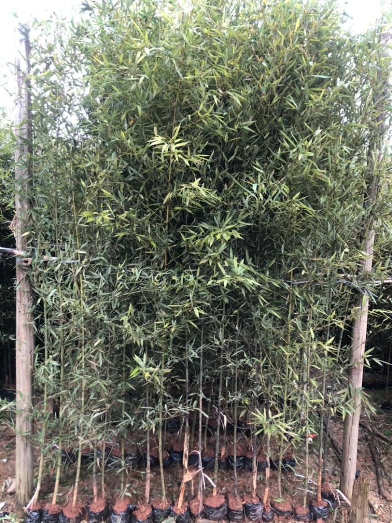 罗汉竹