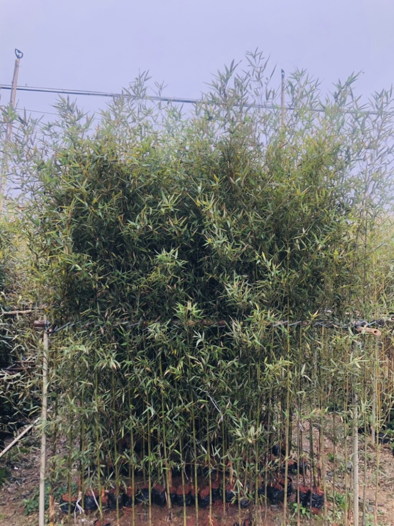 罗汉竹