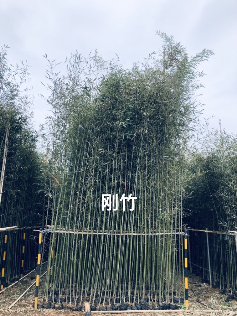 刚竹
